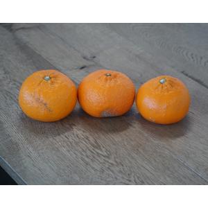 ご自宅用 はまさき JAからつ 佐賀県産 サイ...の詳細画像2