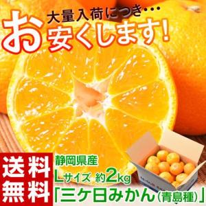 《送料無料》静岡県産 三ケ日みかん（青島） 優・良品 Ｌサイズ 約2kg ※常温 frt ○｜tsukijiichiba