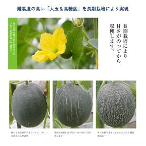 大玉 メロン 肥後グリーン 1玉 約1.6kg...の詳細画像2