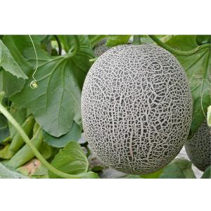 大玉 メロン 肥後グリーン 1玉 約1.6kg...の詳細画像3