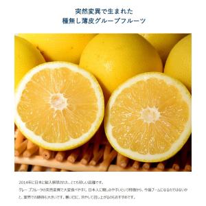 ジャクソンフルーツ 南アフリカ産 柑橘 約5k...の詳細画像2