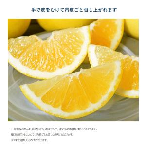 ジャクソンフルーツ 南アフリカ産 柑橘 約5k...の詳細画像3