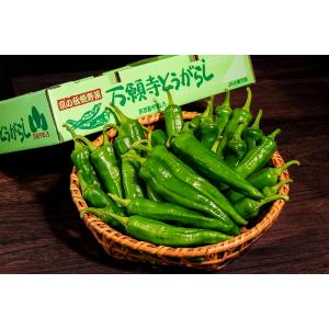 『万願寺甘とうがらし』 京都府産 1キロ (30〜35本) 優以上