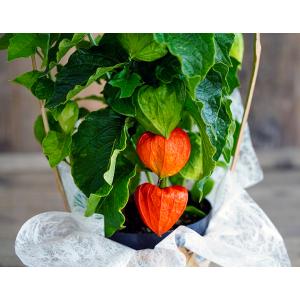 『ほおずき』 鉢植え 観賞用 5寸（実付） 茨城県三和園芸