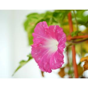 『日本朝顔』 1鉢 茨城県三和園芸 ※常温 送料無料