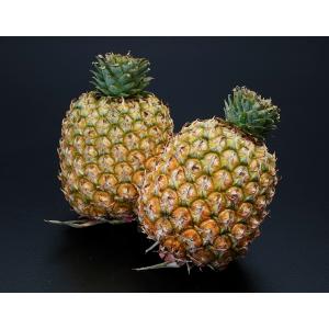 台湾産パイナップル 『台農23号：マンゴーパイン』 約1kg×2玉 冷蔵 送料無料｜tsukijiichiba