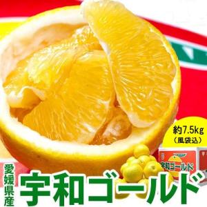 愛媛県産　宇和ゴールド　M〜2L　風袋込 約7.5kg　 (目安として15〜24玉)　優〜秀品　※常温　送料無料｜tsukijiichiba