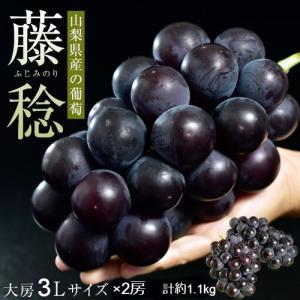 大粒黒ぶどう 藤稔 （ふじみのり） 山梨県産 マル秀〜秀品 3L×2房 計約1.1kg 簡易箱 ※冷蔵 送料無料