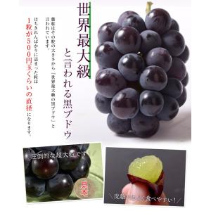 大粒黒ぶどう 藤稔 (ふじみのり) 山梨県産 ...の詳細画像1