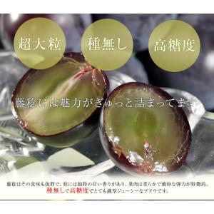 大粒黒ぶどう 藤稔 (ふじみのり) 山梨県産 ...の詳細画像2