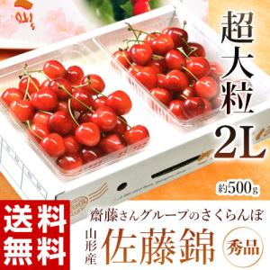 『齋藤さんグループの超大粒佐藤錦』 さくらんぼ 秀品 山形県東根産 約500g（250g×2P） 2Lサイズ ※冷蔵 送料無料