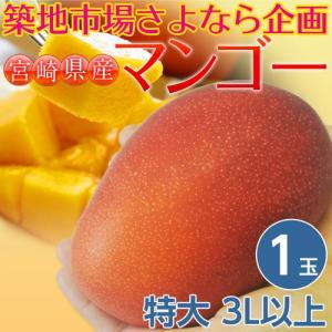 さよなら築地！最後の宮崎マンゴー特大3Lサイズ（450〜509g）以上×1玉　※常温 frt ○｜tsukijiichiba