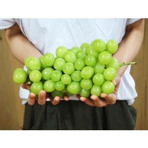 葡萄 ぶどう 山梨県産 超特大 シャインマスカット 1房 約1kg ※常温または冷蔵 送料無料