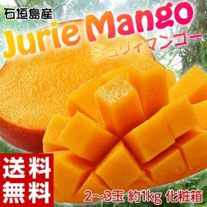 《送料無料》石垣島産「ジュリイマンゴー」 2〜3玉 約1キロ　化粧箱入り　※冷蔵 frt　○