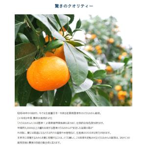 超小玉 ハウスみかん 佐賀県産 JAからつ 3...の詳細画像3