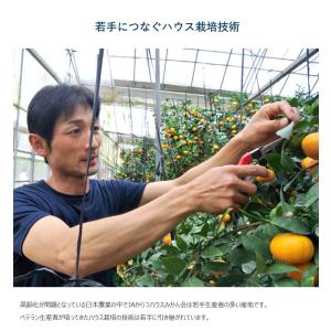 超小玉 ハウスみかん 佐賀県産 JAからつ 3...の詳細画像4