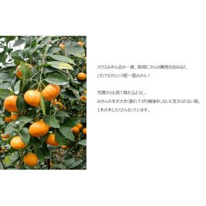 超小玉 ハウスみかん 佐賀県産 JAからつ 3...の詳細画像5