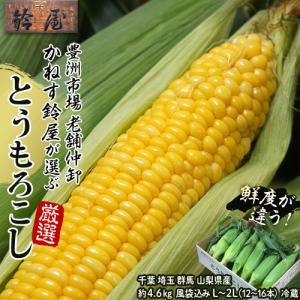 豊洲市場仲卸が厳選！鮮度抜群「とうもろこし」 千葉・埼玉・群馬・山梨県産