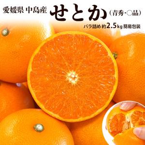 『せとか（青秀・〇品）』愛媛県 中島産 バラ詰め 約2.5kg L〜3Lサイズ (目安9〜14玉) 簡易包装 ※常温 ご自宅用 送料無料