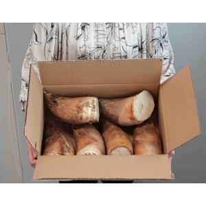 『たけのこ』 熊本・福岡県産他 大サイズ 約4kg（目安として:10本〜20本)