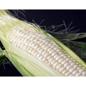 『雪の妖精』北海道産とうもろこし 10本（1本約350g前後）約3.5kg