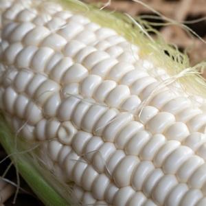 ご自宅用 白いとうもろこし うとさんち 9本 約2.7kg 鹿児島県産 産地箱 ※冷蔵 先端カット品 送料無料