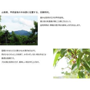 御所の桃 ピンク桃 山梨県産 1箱 約1.8k...の詳細画像5