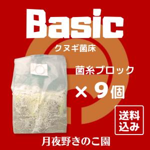 Basicクヌギ【9】(菌糸ブロック・菌床ブロ...の詳細画像1
