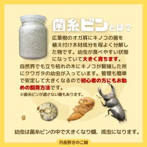EP-1100菌糸 バラ(菌糸瓶・菌糸ビン)の詳細画像3