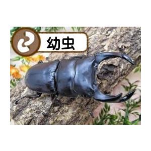 国産オオクワガタ幼虫1頭+E800菌糸ビン付き(虫)｜月夜野きのこ園