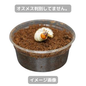 国産オオクワガタ幼虫(産地不明)累代CB(虫)の詳細画像1