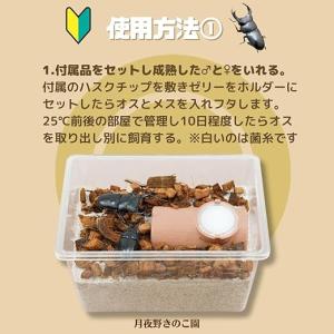 オオクワガタ専用:産卵初めてセットの詳細画像2