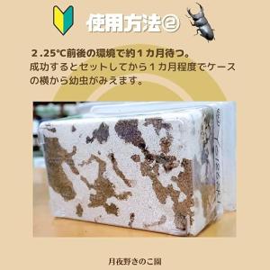 オオクワガタ専用:産卵初めてセットの詳細画像3