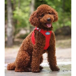 ポイント10倍 スイスの高級ドッグブランド【Curli】 ベストエアメッシュハーネス【VEST AIR MESH HARNESS】 小型犬用サイズ｜tsumugu-design-goods