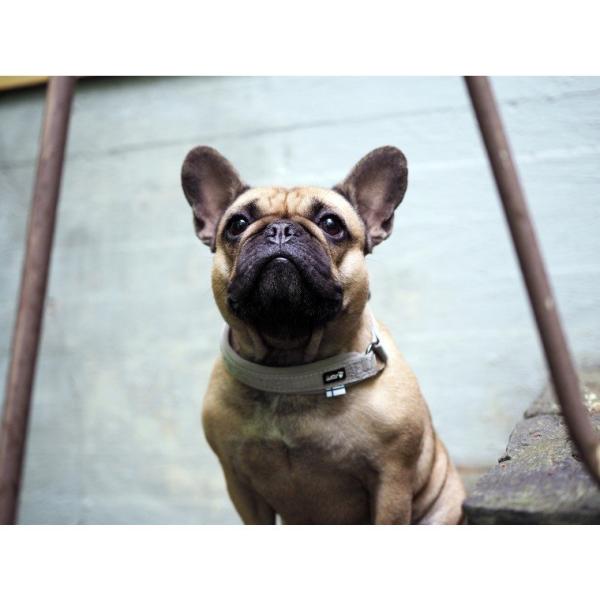 ポイント10倍 【カジュアルライン】フィンランドのドッグブランド【Hurtta】【フルッタ】・クッシ...