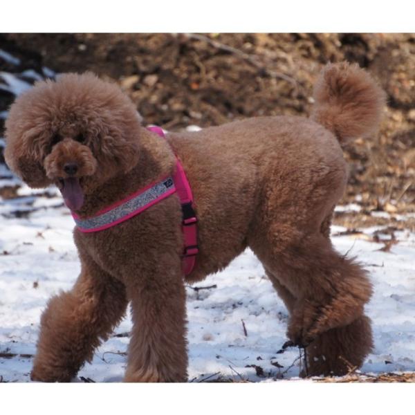 ポイント10倍 [Hakusan]オリジナルハーネス【コンフォートジャストフィットハーネス】