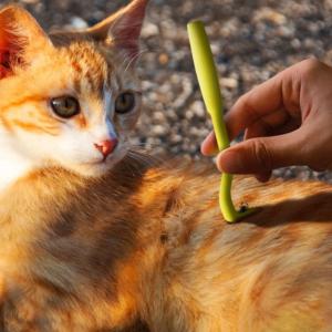 マダニリムーバー 除去 ダニ ペット 感染症対...の詳細画像3