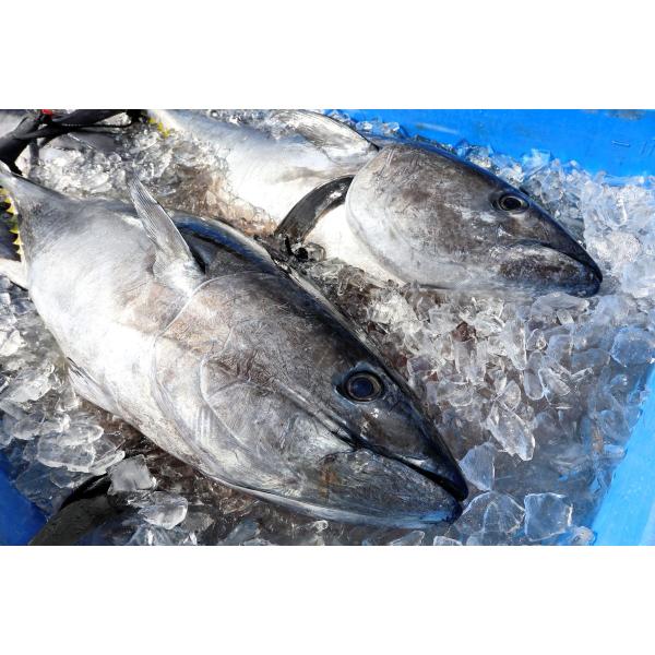 【マグロ半身】対馬直送！！対海の生本マグロ　30kg台マグロ半身