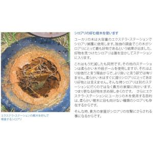 エクステラステーション用えさ木インターセプター...の詳細画像5