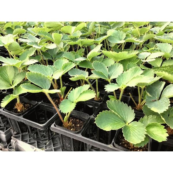 【受注生産】イチゴ 春 親株苗 とちおとめ 7.5cmポット 40本 イチゴ苗　納品：2月下旬〜4月...