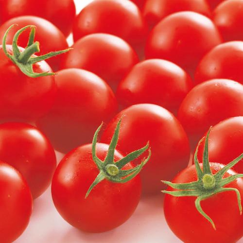 【受注生産】中玉トマト 接木苗 シンディースイート 9cmポット 24本 野菜苗 トマト苗