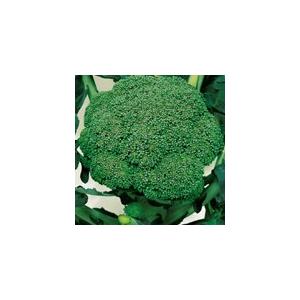 【受注生産】ブロッコリー苗 緑嶺 128穴 セル苗 野菜苗