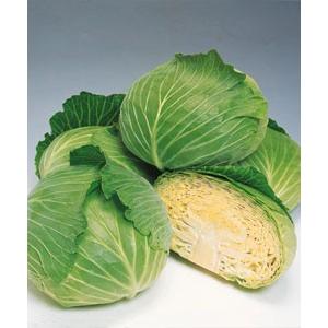 受注生産】キャベツ苗 彩ひかり 128穴 セル苗 野菜苗 : T&Tナーサリー