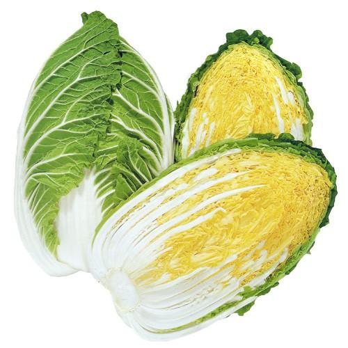 【受注生産】ハクサイ苗 黄楽70 128穴 セル苗 野菜苗 白菜苗