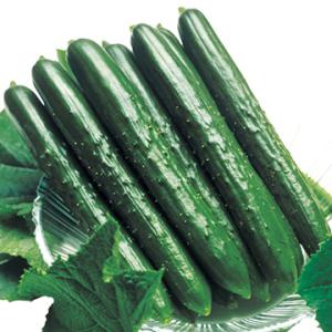 【受注生産】キュウリ苗  夏すずみ 9cmポット 24本 実生苗 野菜苗