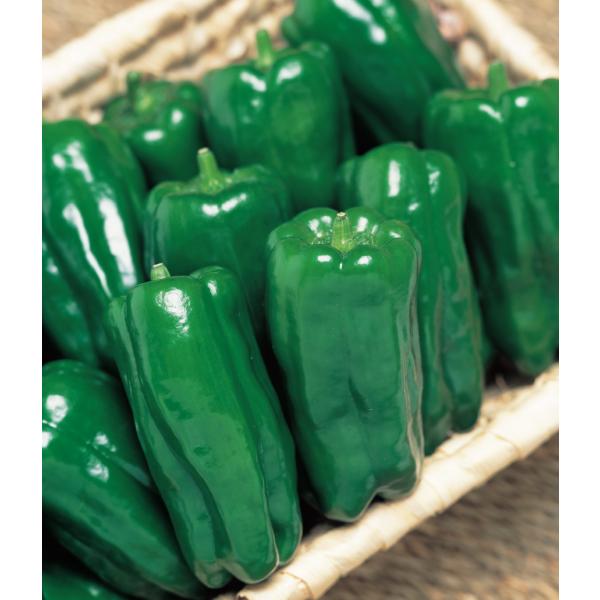 【受注生産】ピーマン苗 京ひかり 9cmポット 24本 実生苗 野菜苗