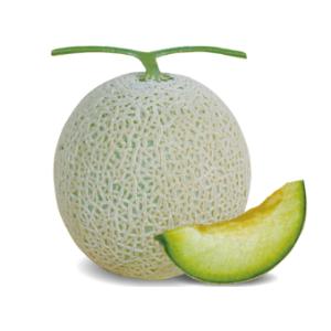 【受注生産】メロン苗 アルシス 9cmポット 24本 実生苗 野菜苗