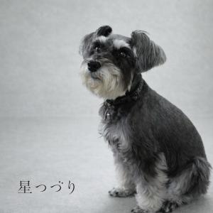 【手元供養】ペット供養|遺骨を納めるキーホルダ...の詳細画像4