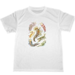 エルンスト　ヘッケル　ドライ　Tシャツ　生物の驚異的な形　ウミウシ　ダイビング　グッズ