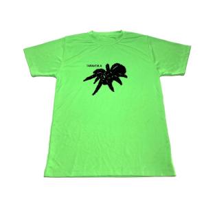 蜘蛛タランチュラ ペットの商品一覧 通販 Yahoo ショッピング